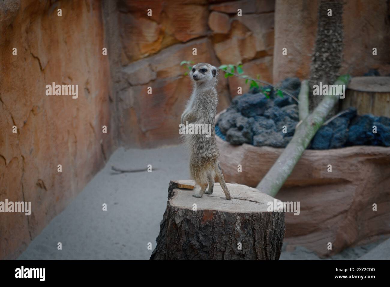 Alert Meerkat im Zoo Stockfoto