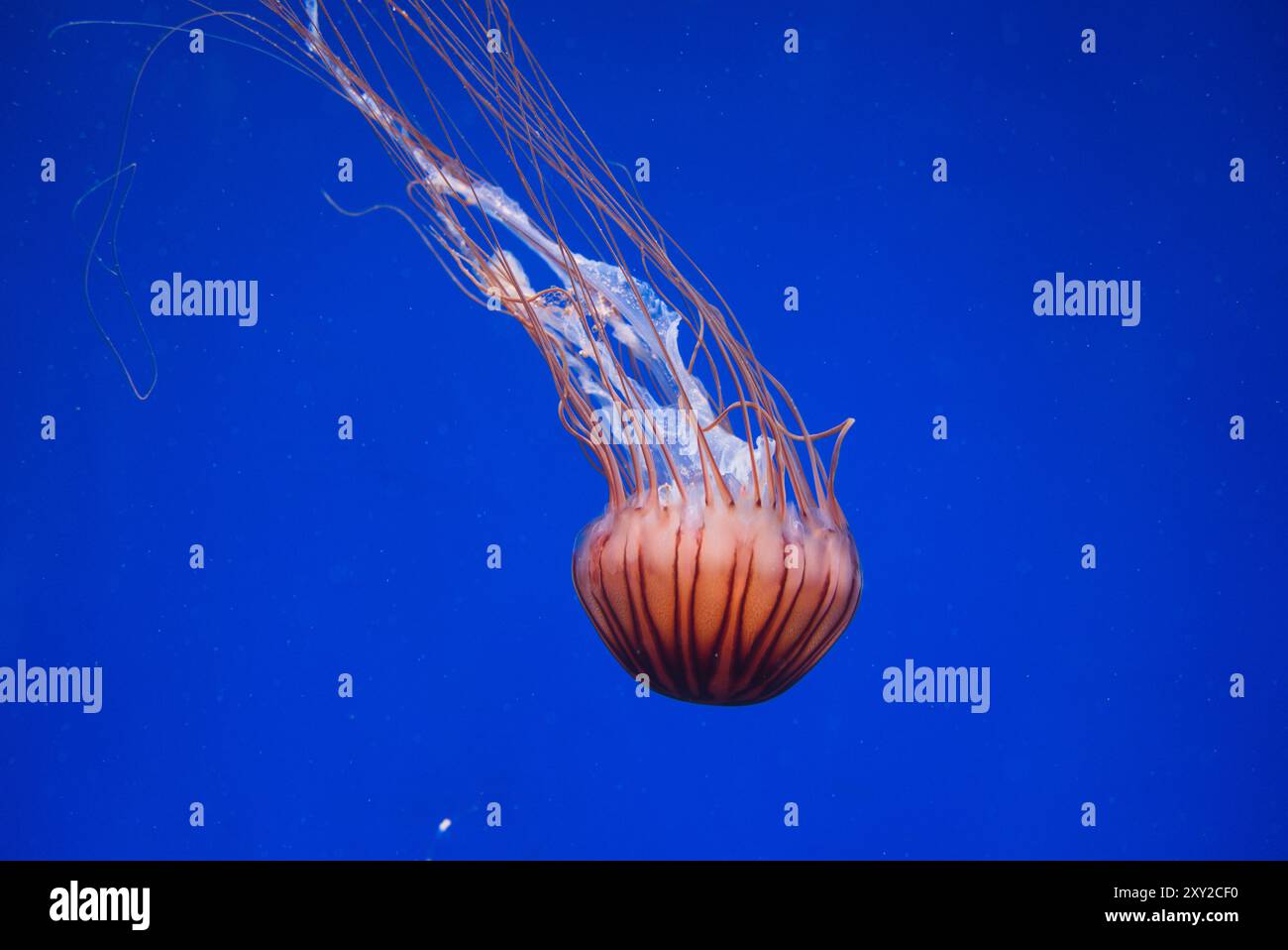Anmutige Quallen gleiten durch den tiefblauen Ozean Stockfoto