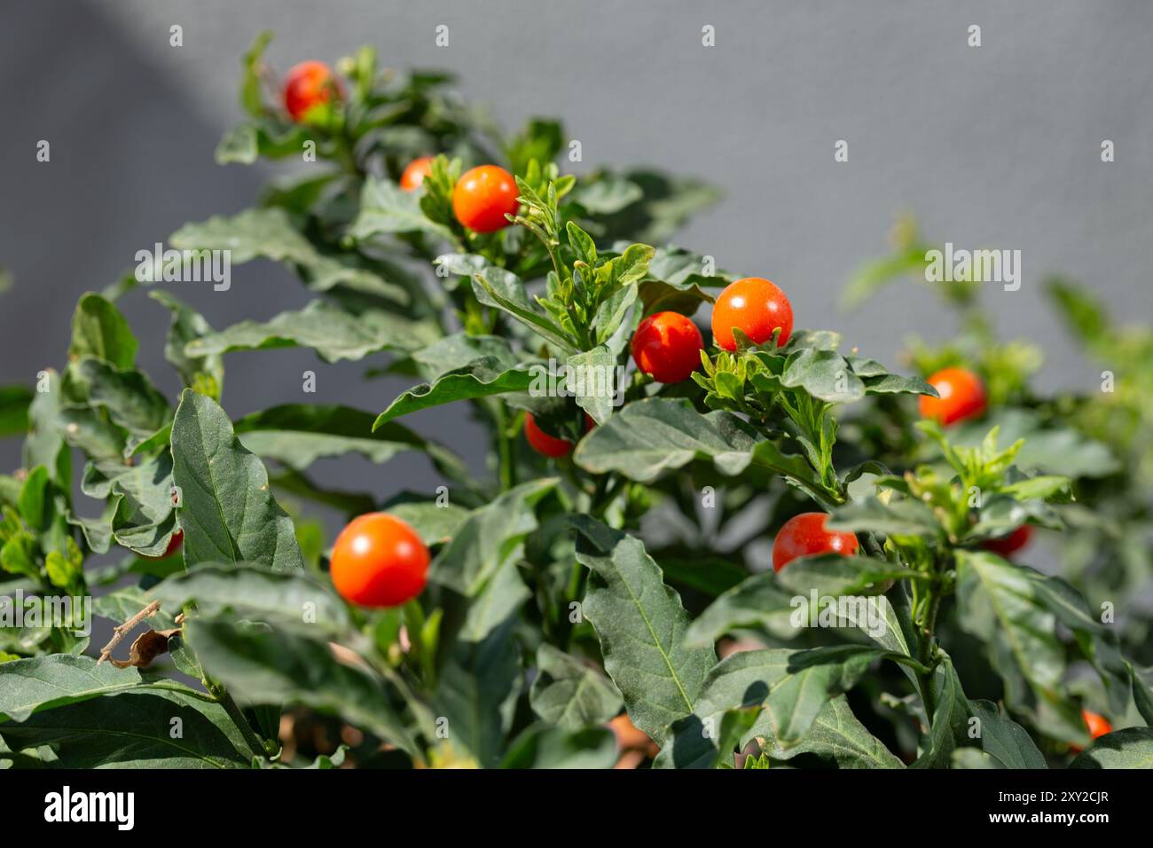 Kirschtomaten (Solanum pimpinellifolium), die in einem organisch angebauten Agrarforstsystem in der Stadt Rio de Janeiro, Brasilien, wachsen. Stockfoto