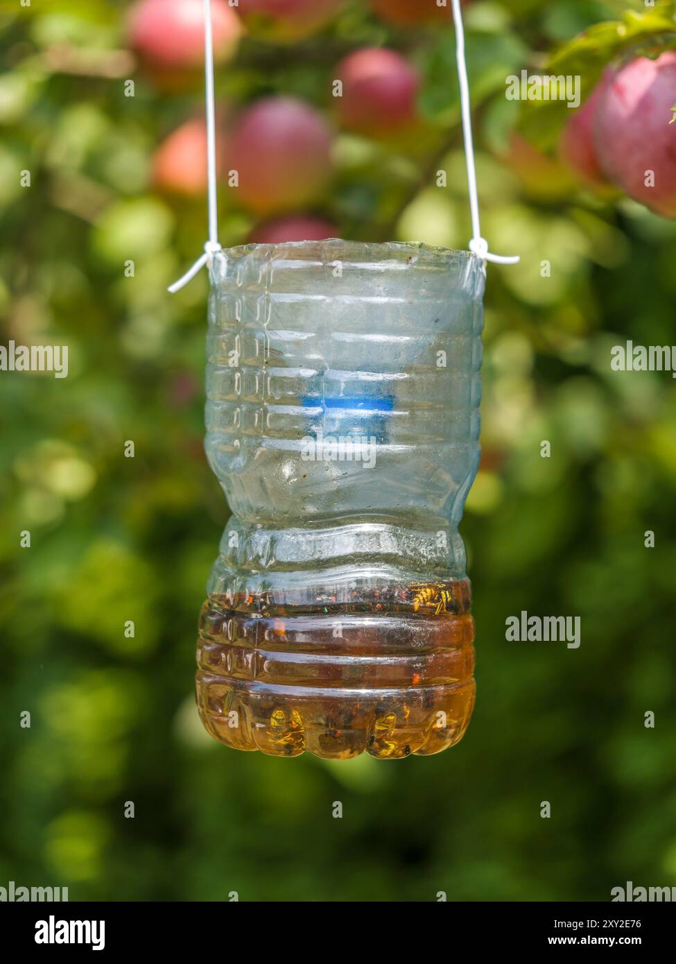 Ein Haufen Hornissen, Wespen und Fliegen, die in einer mit Bier gefüllten, selbstgemachten Plastikfalle im Obstgarten hing Stockfoto