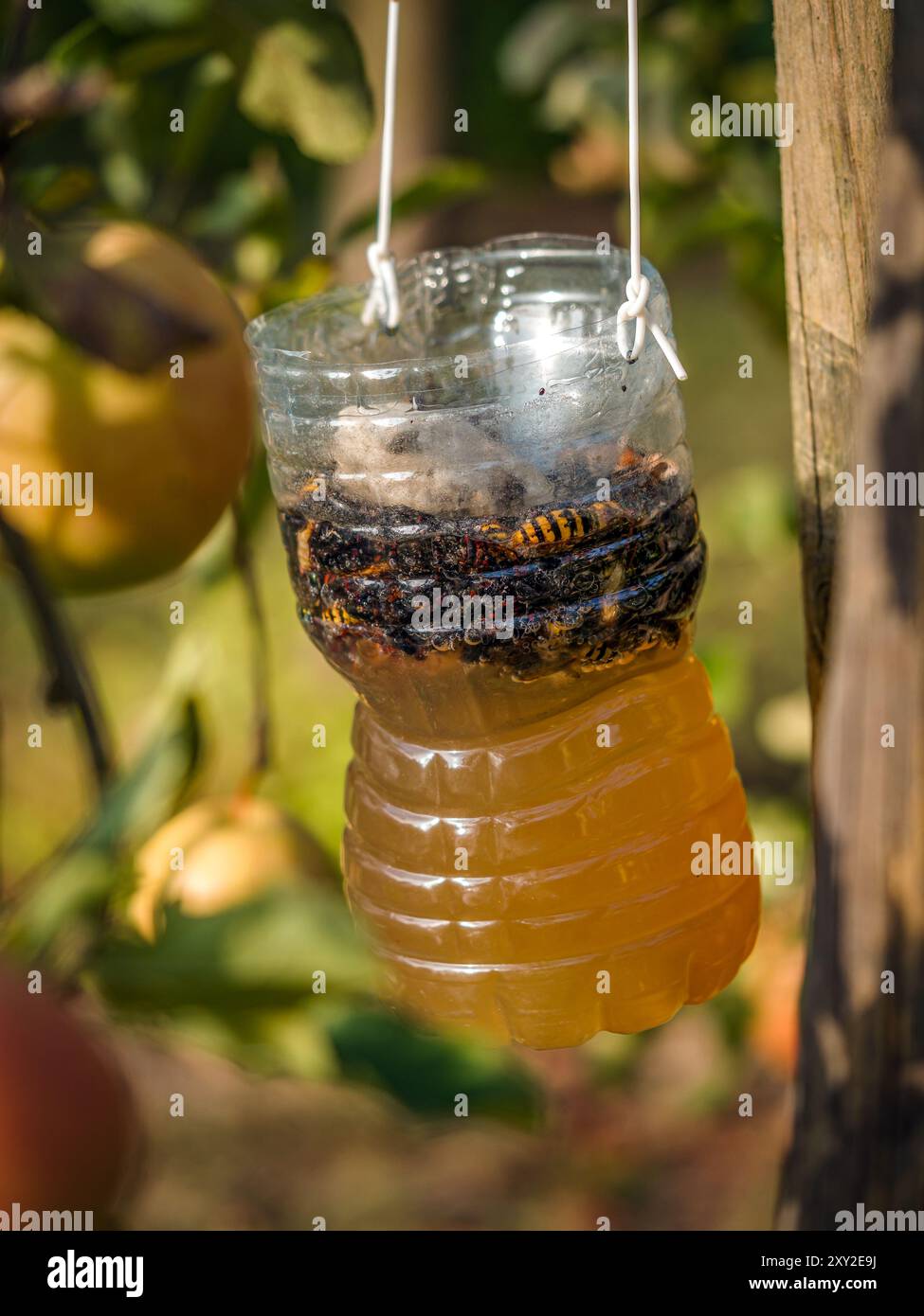 Ein Haufen Hornissen, Wespen und Fliegen, die in einer mit Bier gefüllten, selbstgemachten Plastikfalle im Obstgarten hing Stockfoto