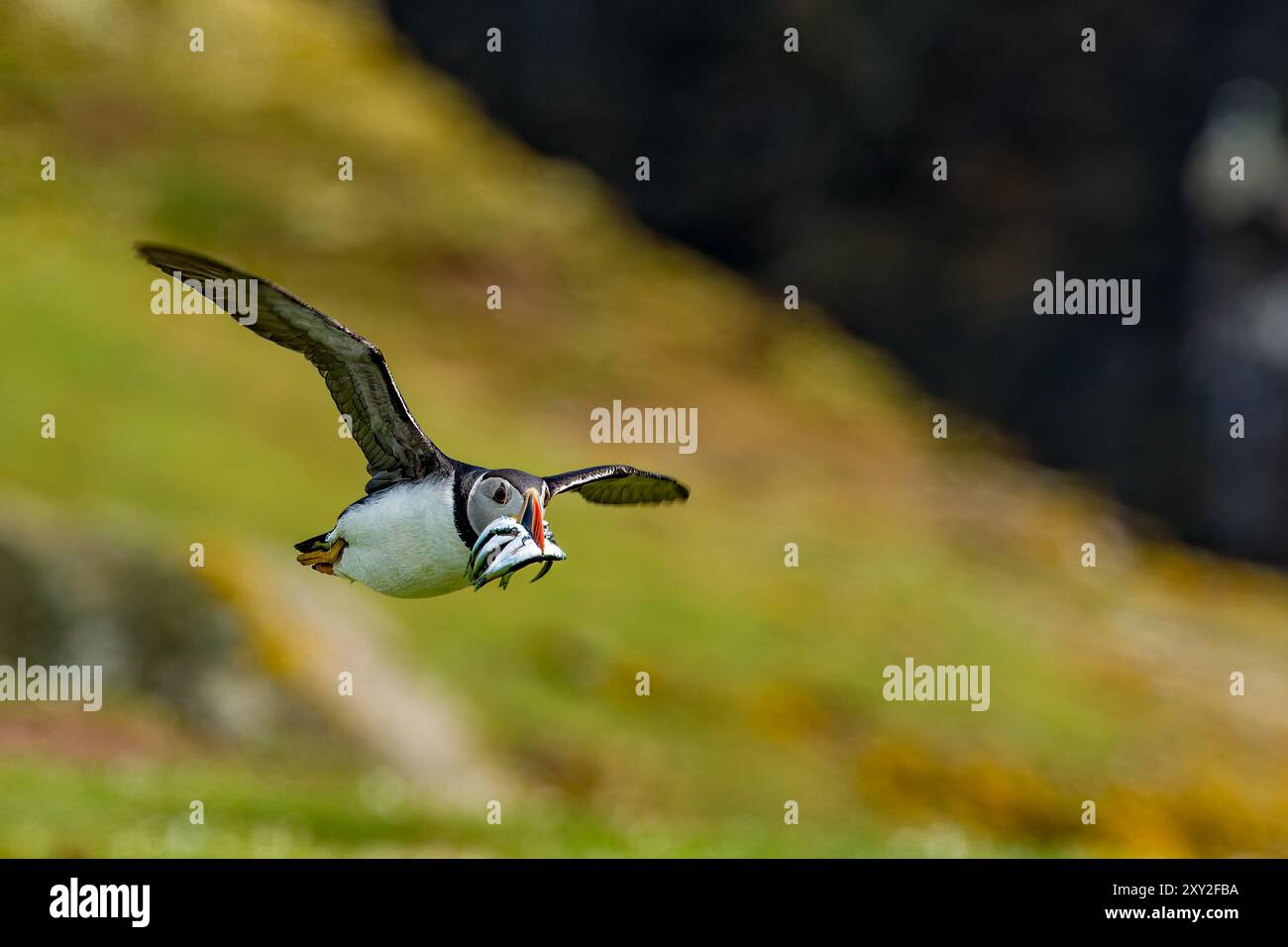 Gemeiner Puffin (Fratercula arctica) mit einem Schnabel voller Nahrung, der tief über die Insel Skomer fliegt Stockfoto