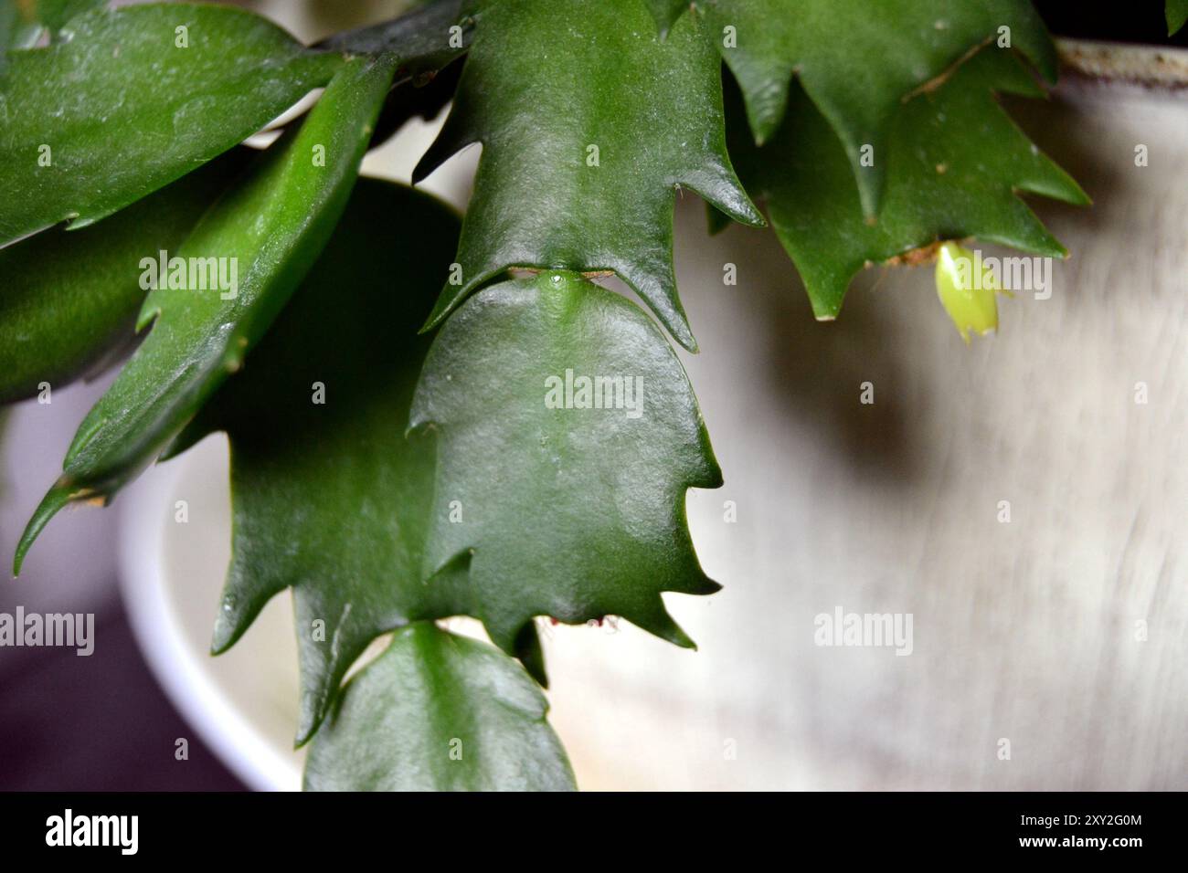 Blätter der schönen Weihnachtskaktus-Zimmerpflanze Stockfoto