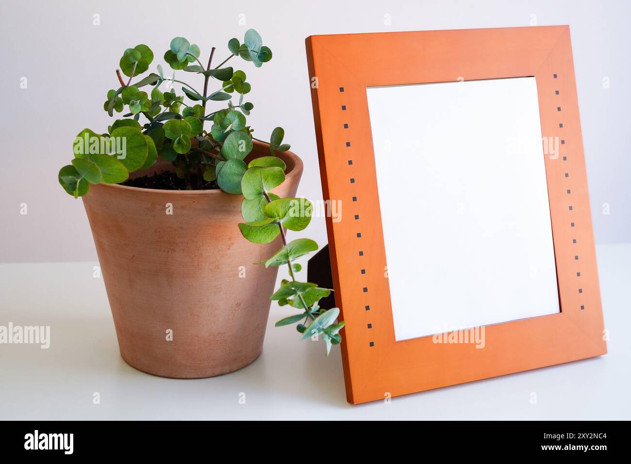 Fotorahmen und Laubhauspflanze auf weißem Hintergrund, Mockup Stockfoto