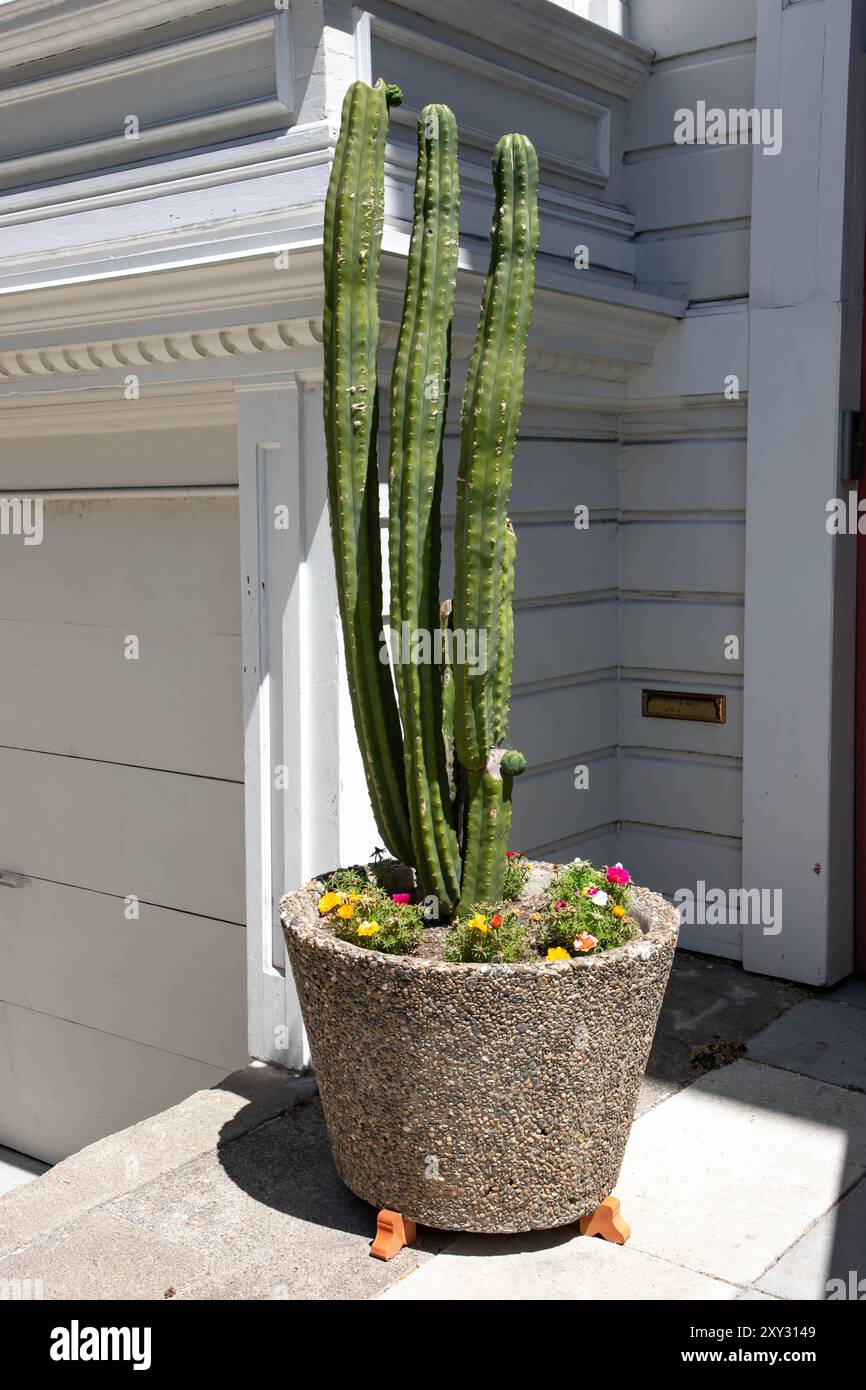 Der Mission District in San Francisco, Kalifornien, ist das farbenprächtigste Viertel der Stadt. Stockfoto
