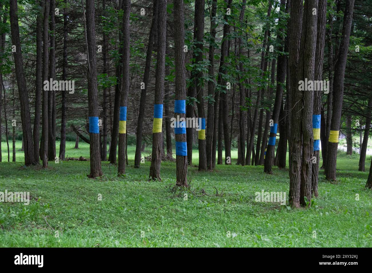 Ukrainische Fahnen sind in einem Wald außerhalb von Cooperstown, New York, um Bäume gewickelt Stockfoto