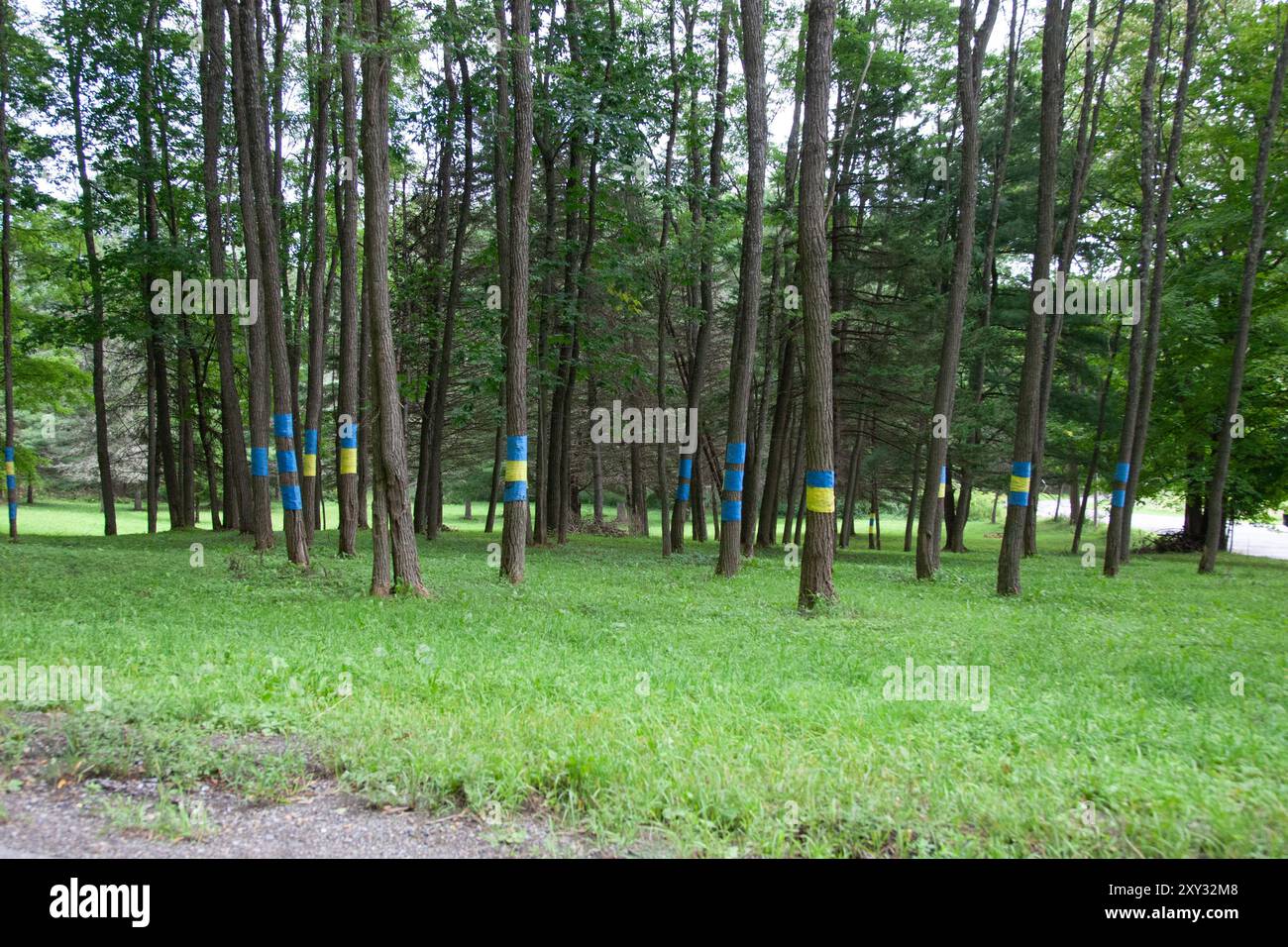 Ukrainische Fahnen sind in einem Wald außerhalb von Cooperstown, New York, um Bäume gewickelt Stockfoto