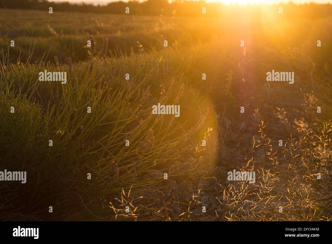 Sonnenuntergang auf dem Feld mit Gras und Blumen und Flare-Effekt Stockfoto