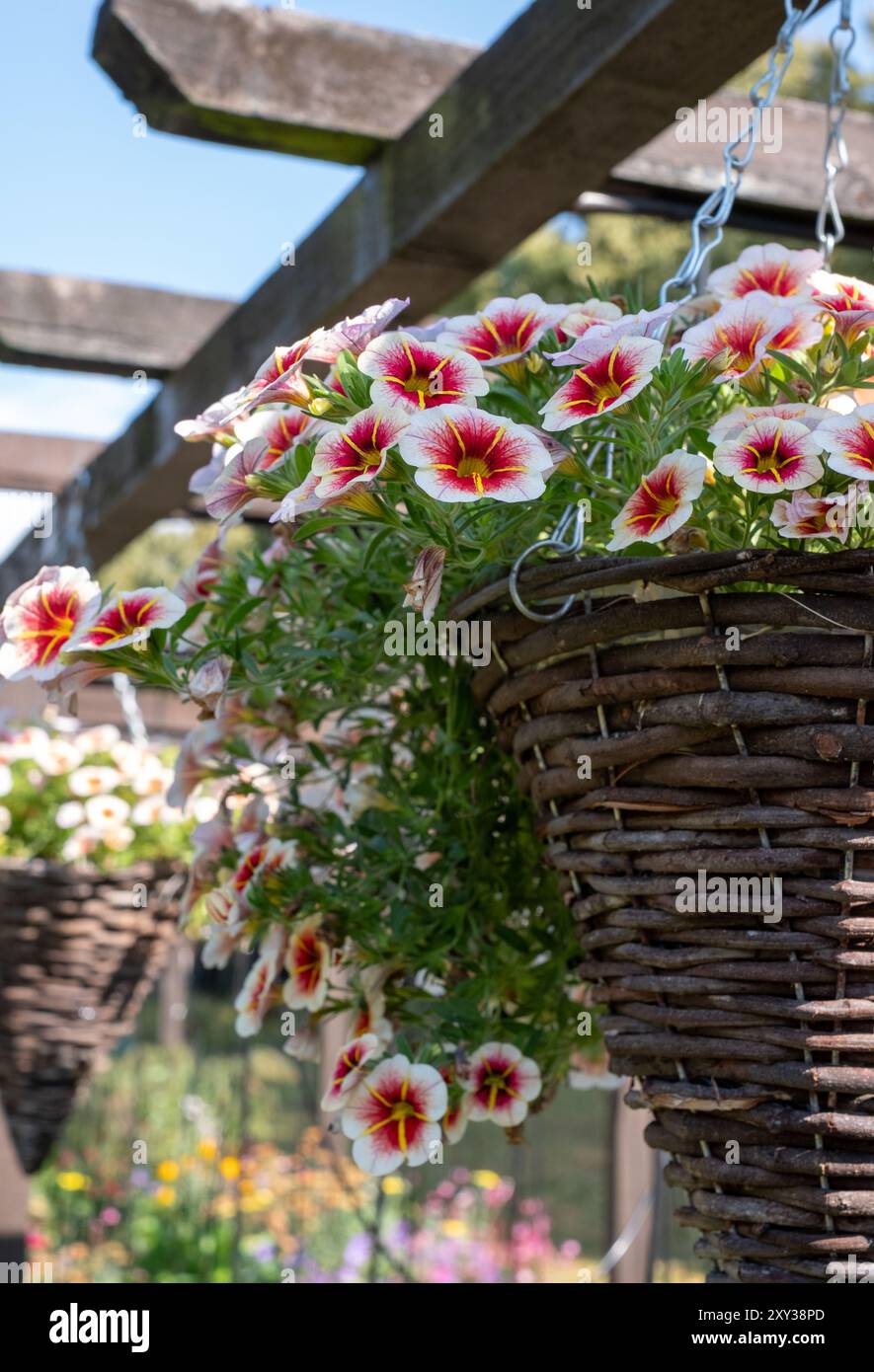 Bunte Calibrachoa Calitastic Cappuccino Million Glocken Blumen, in einem hängenden Korb. Fotografiert in der Augustsonne in Capel Manor, Enfield, London, Großbritannien. Stockfoto