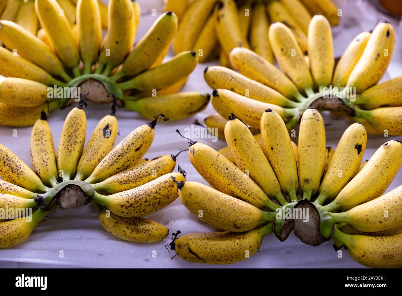 Lady Finger Banane zum Verkauf auf dem Central Market (Phsar Thmei), Kambodscha. Stockfoto