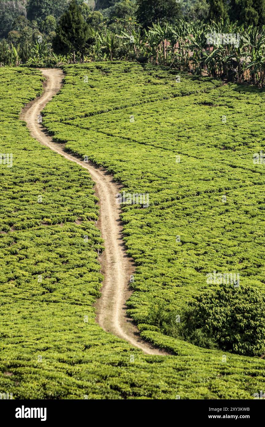 Eine einspurige Schotterstraße verläuft schräg durch das Land einer Teeplantage in der Nähe von Rungwi in Südtansanien, aus einer höheren Höhe betrachtet. Ein Stockfoto