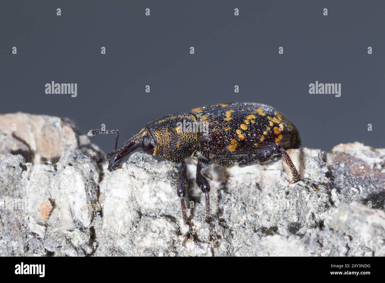 Großer Braunkäfer, Hylobius abietis, großer Kiefernkäfer Stockfoto