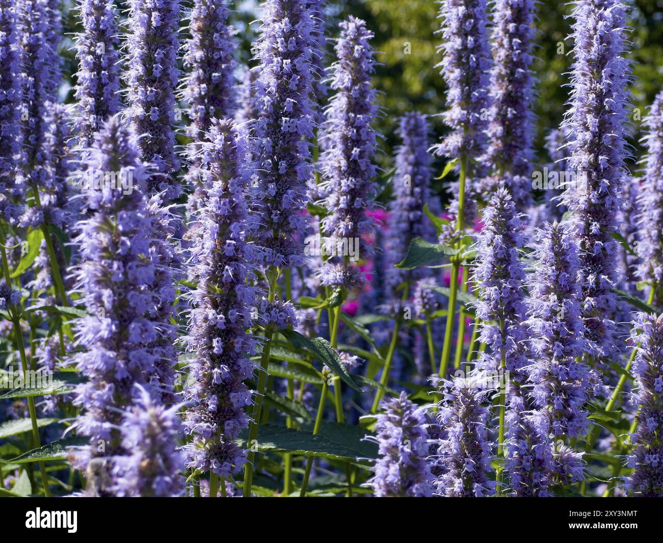 Blütenabdruck, Anis Ysop (Agastache foeniculum) Stockfoto