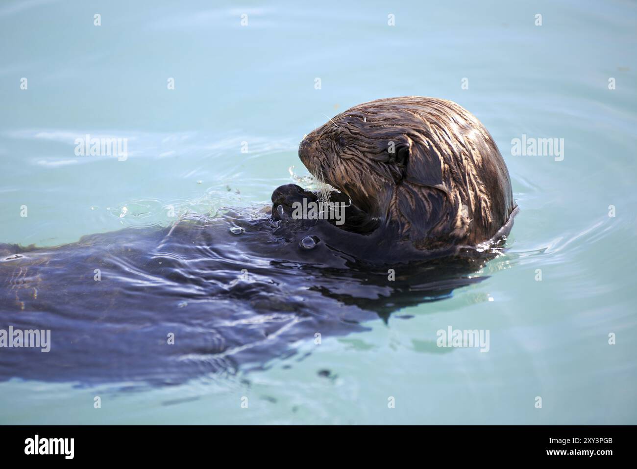 Seeotter füttern im Hafen von Seward in Alaska Stockfoto