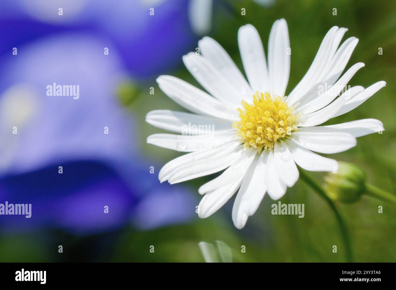 Ochsenauge Gänseblümchen (Leucanthemum vulgare) auf einer Wiese im Frühjahr. Gänseblümchen sind in Europa und den gemäßigten Regionen Asiens im Frühjahr / dem Ochsenaugen Gänseblümchen üblich Stockfoto