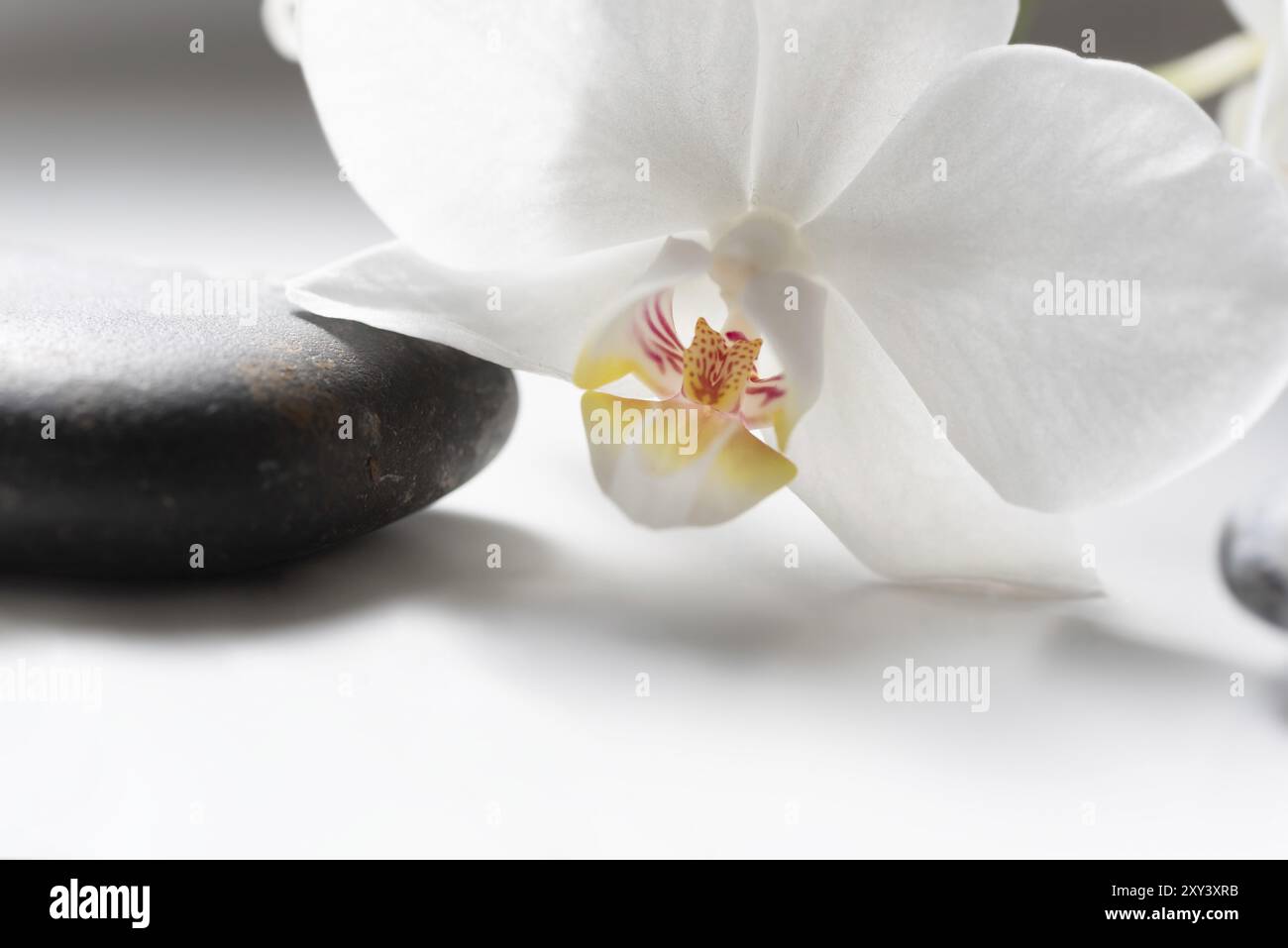 Weiße Orchideenblume und schwarzer Kiesel in Nahaufnahme. Nahaufnahme einer weißen Orchidee auf schwarzem Stein Stockfoto