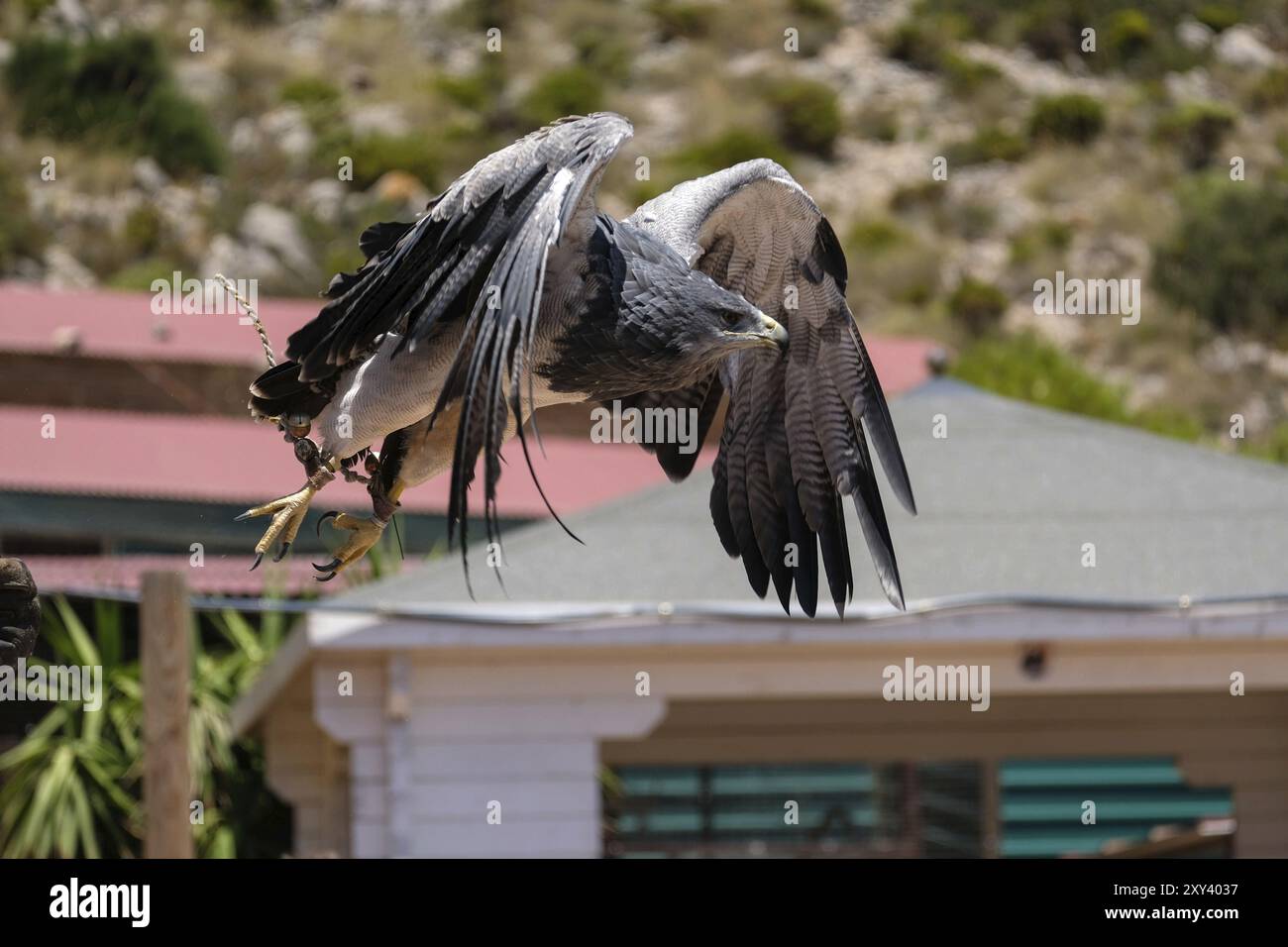 Chilenische Blue Eagle am Mount Calamorro Stockfoto