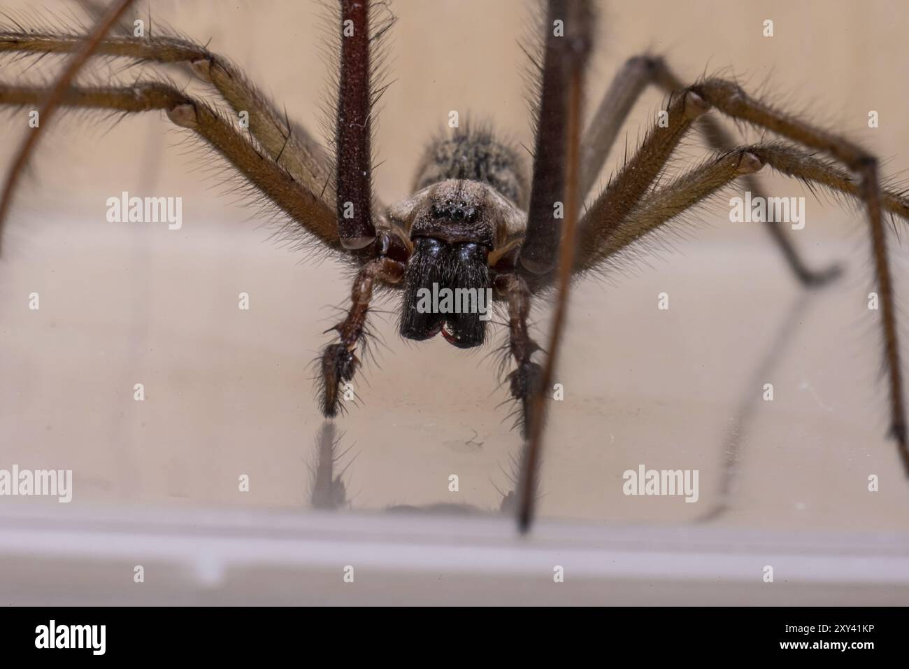 Makrofoto einer Eratigena atrica, auch bekannt als Riesenhausspinne Stockfoto