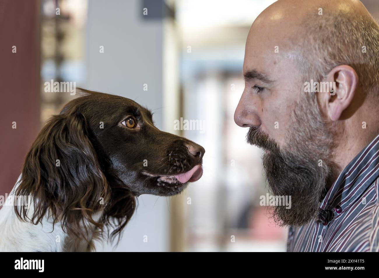 Hund und Mann sehen sich an Stockfoto