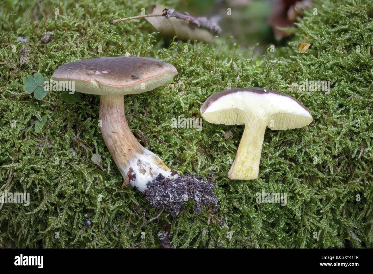 Herbstlicher Rotbeinboletus, Xerocomellus pruinatus, komplett und aufgeschnitten auf grünem Moos Stockfoto