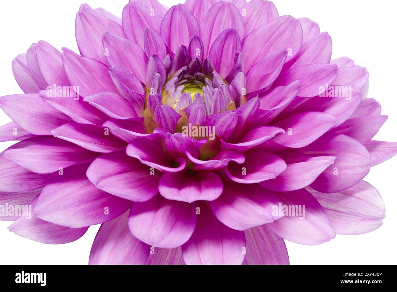 Dahlia in Blüte mit großer Schärfentiefe Stockfoto