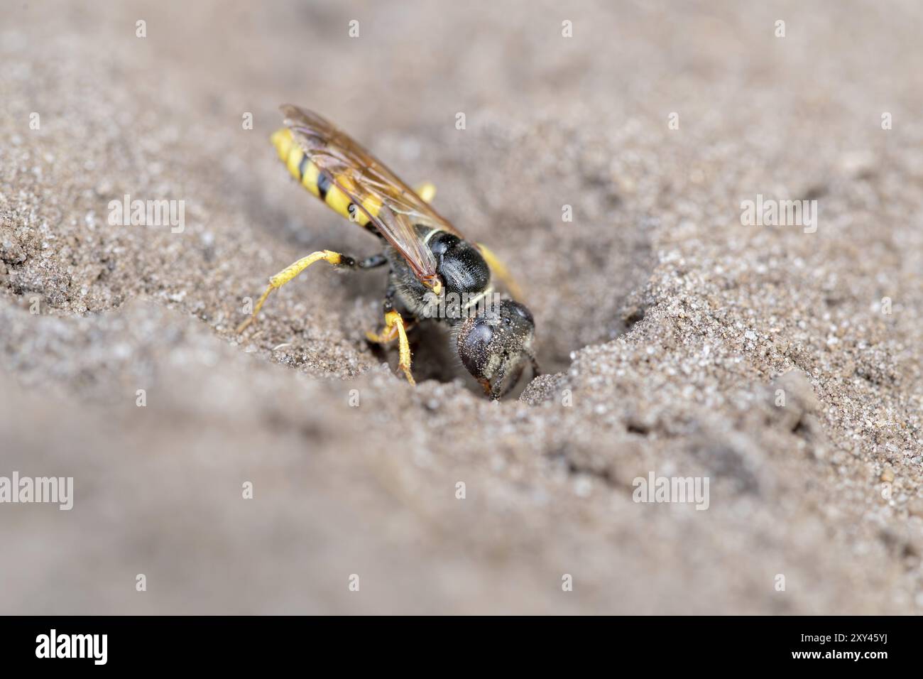 Europäischer Bienenwolf (Philanthus triangulum), Graben einer Zuchtgrube im Sand, Niedersachsen, Deutschland, Europa Stockfoto