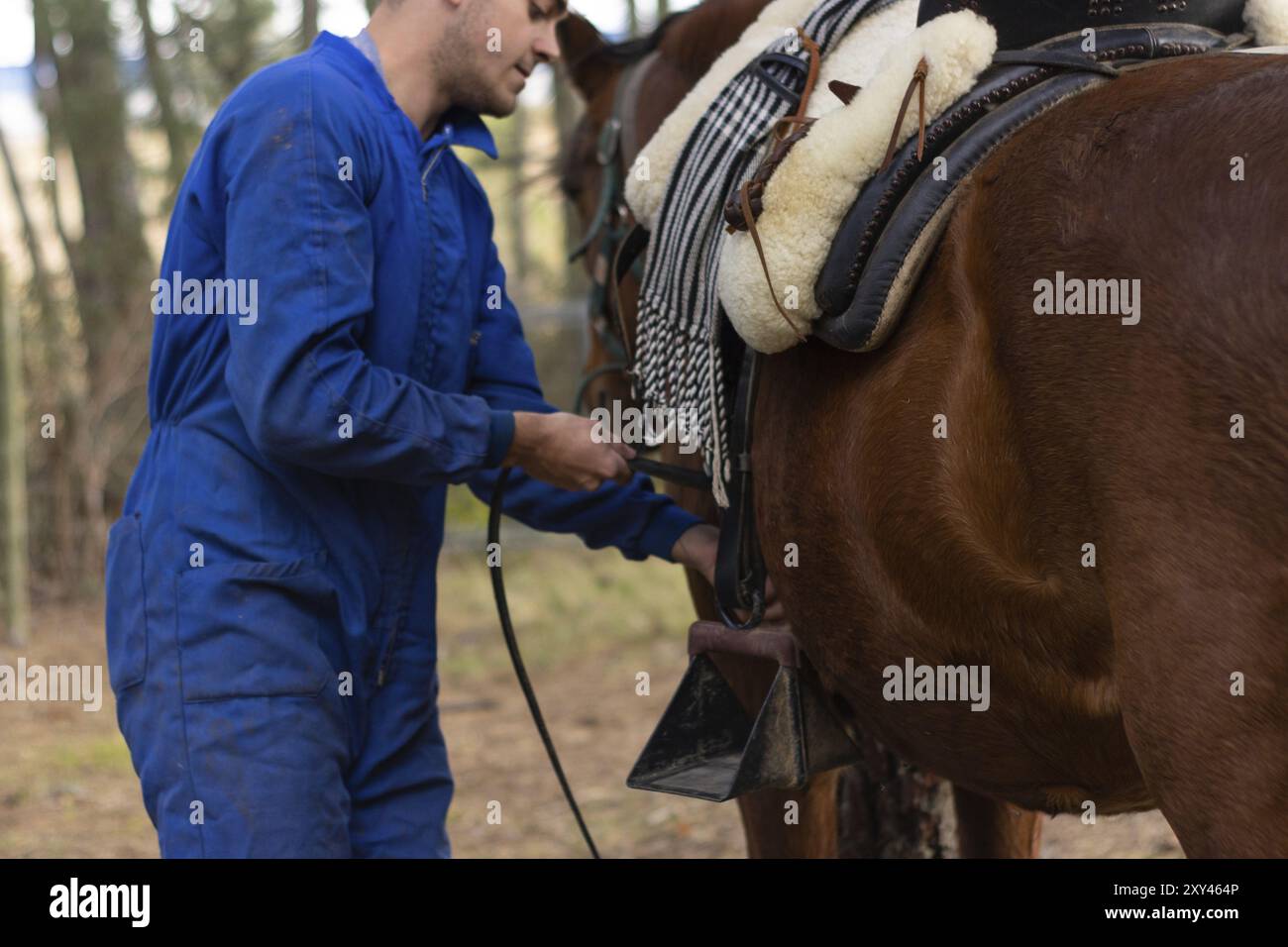 Stabiler Arbeiter, der den Sattel auf ein braunes Pferd legt, horizontale Nahansicht Stockfoto