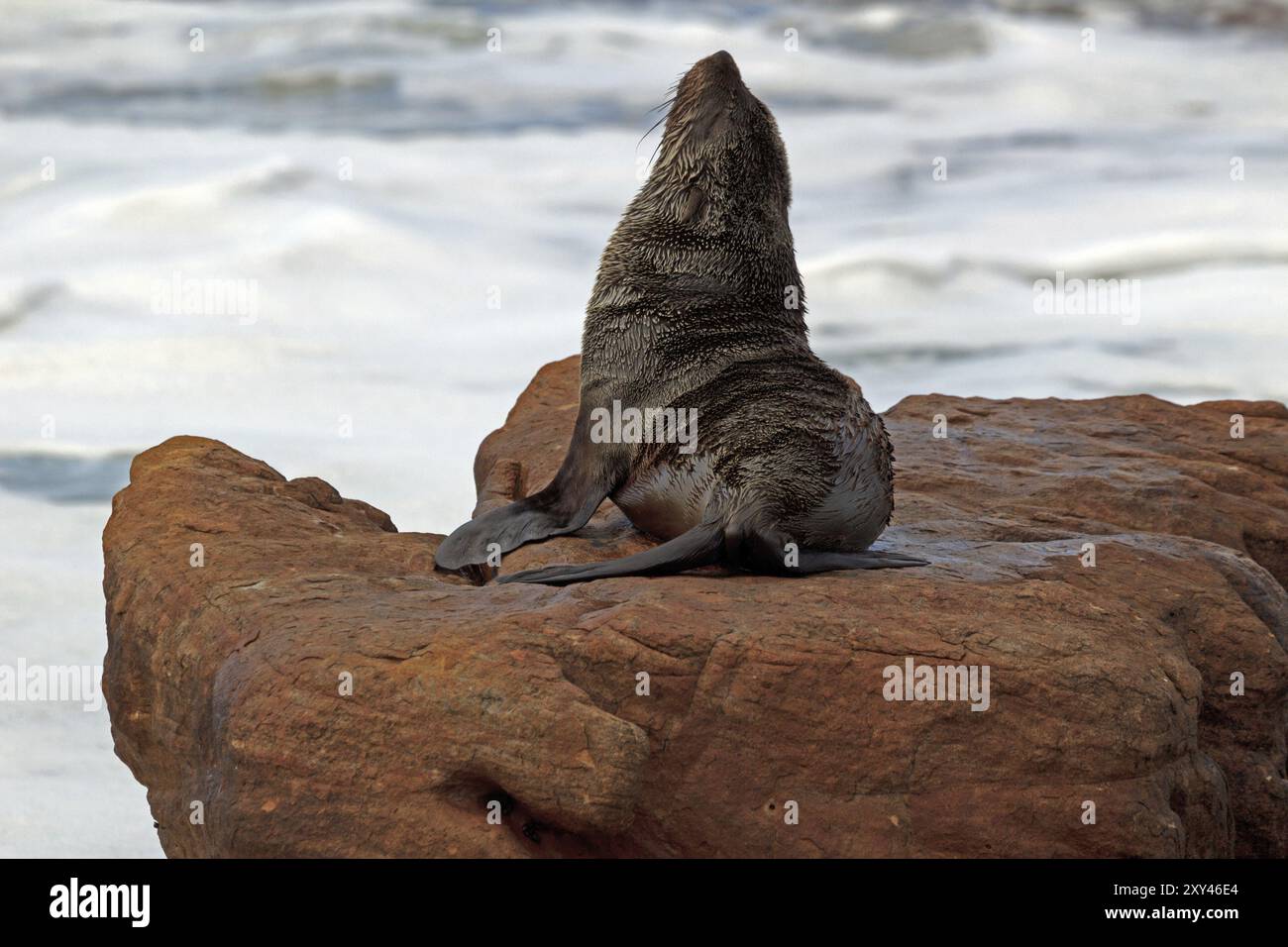 Eared Dichtung Stockfoto