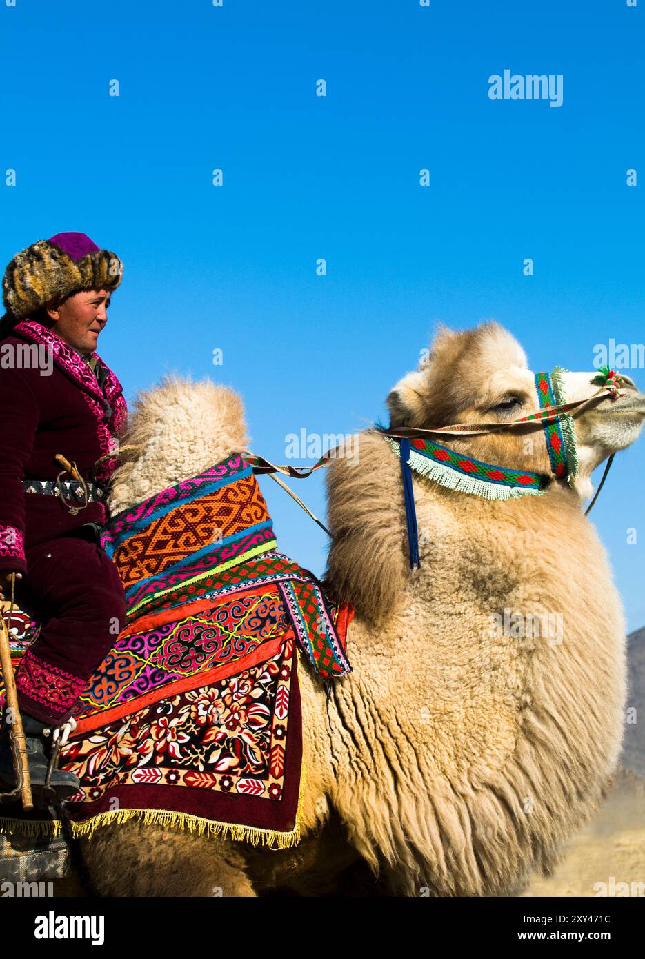 Porträt eines kasachischen Mannes, der auf seinem baktrischen Kamel reitet. Foto in der Region Altai in der westlichen Mongolei. Stockfoto