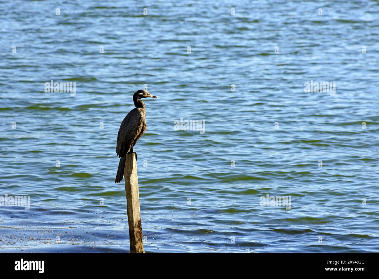 Wasservogel, der auf einem Stück Holz sitzt und sein Gefieder unter der Sonne auf dem Wasser eines Sees trocknet Stockfoto