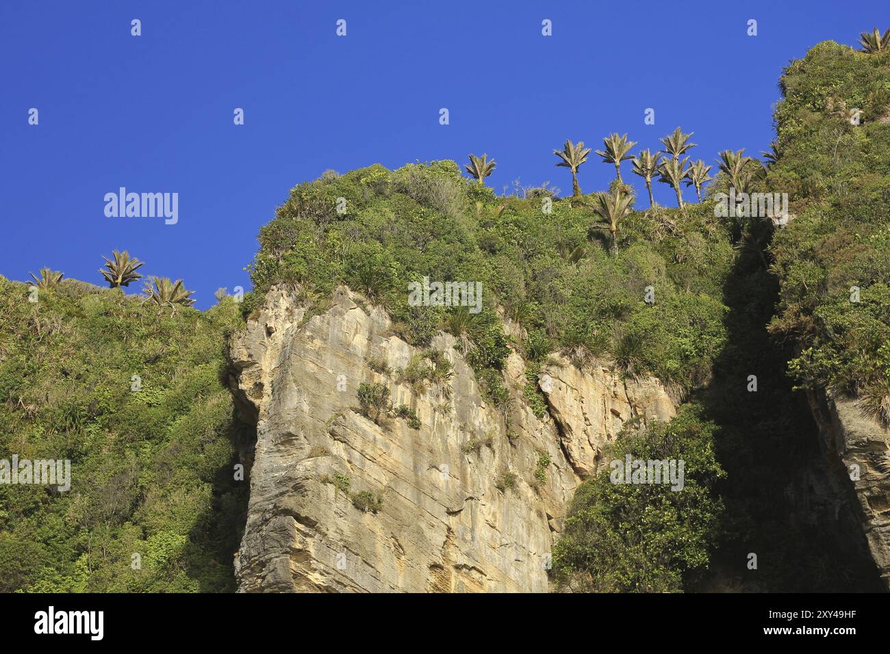 Hohe Klippen in Punakaiki, Neuseeland. Grüner Busch und Palmen Stockfoto