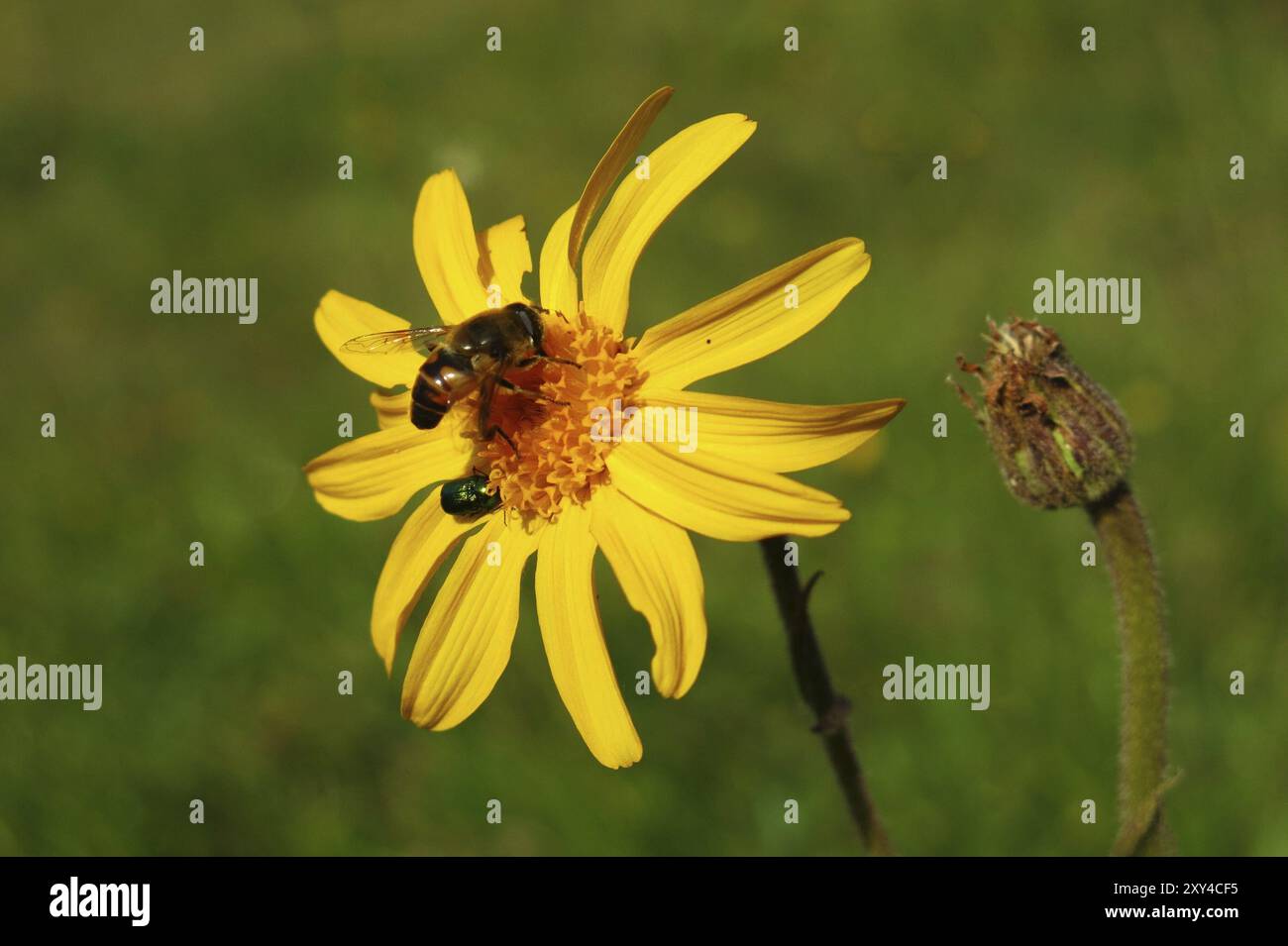 Arnica Montana mit Biene Stockfoto