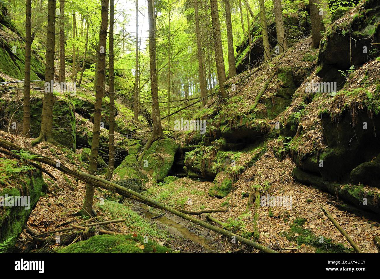 Teufelsschluechte, im Uttewalder Grund, Sächsische Schweiz Stockfoto