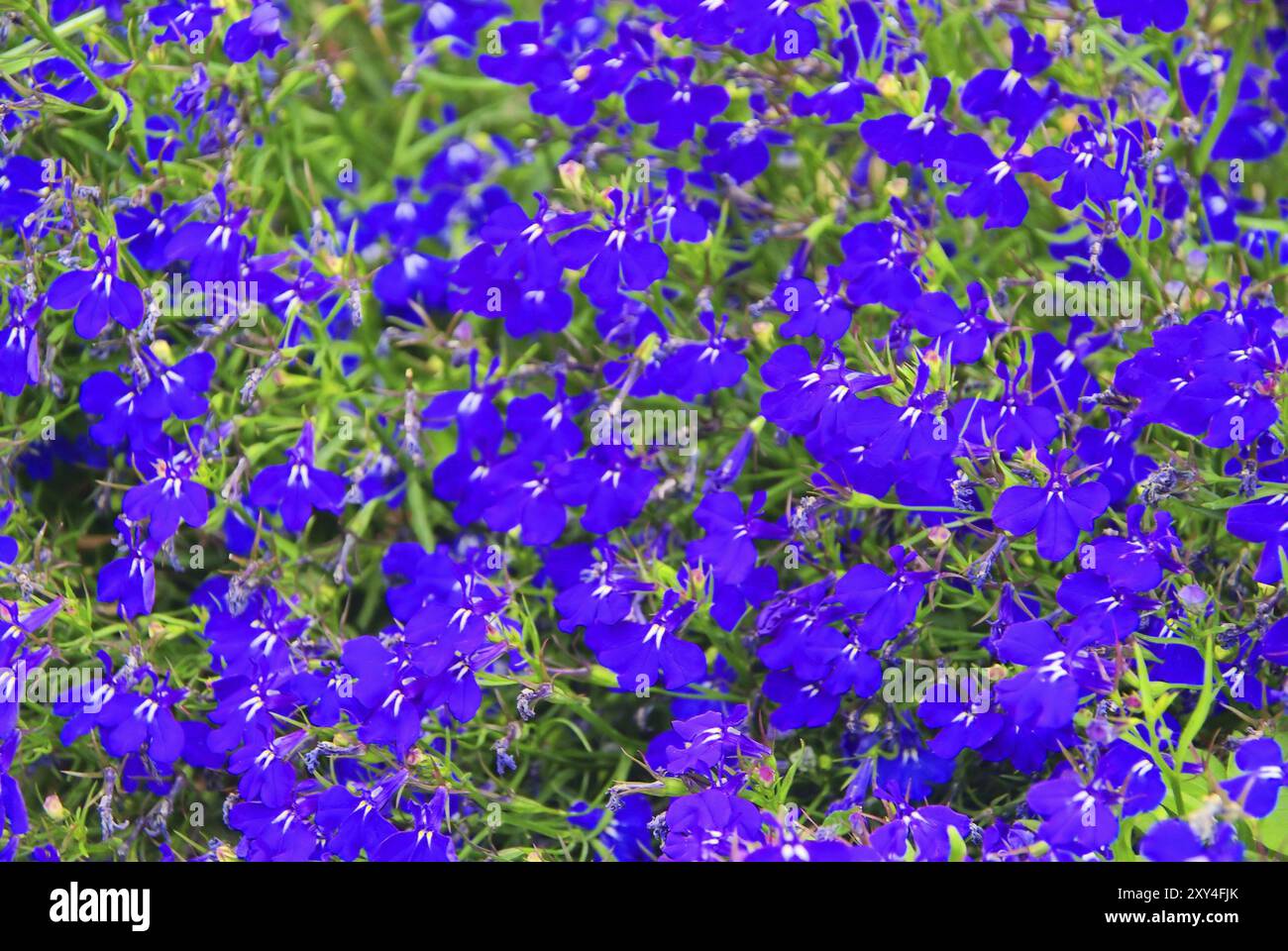 Männliche Lobelia, Garten Lobelia 02 Stockfoto