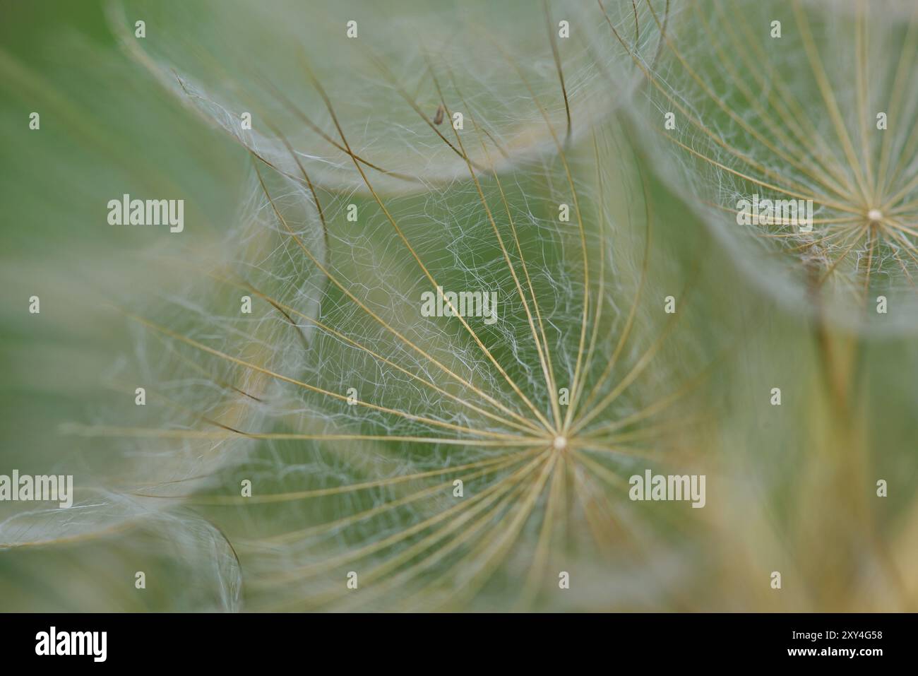 Wiesenhickory, Wiesenhickory, Tragopogon pratensis Stockfoto