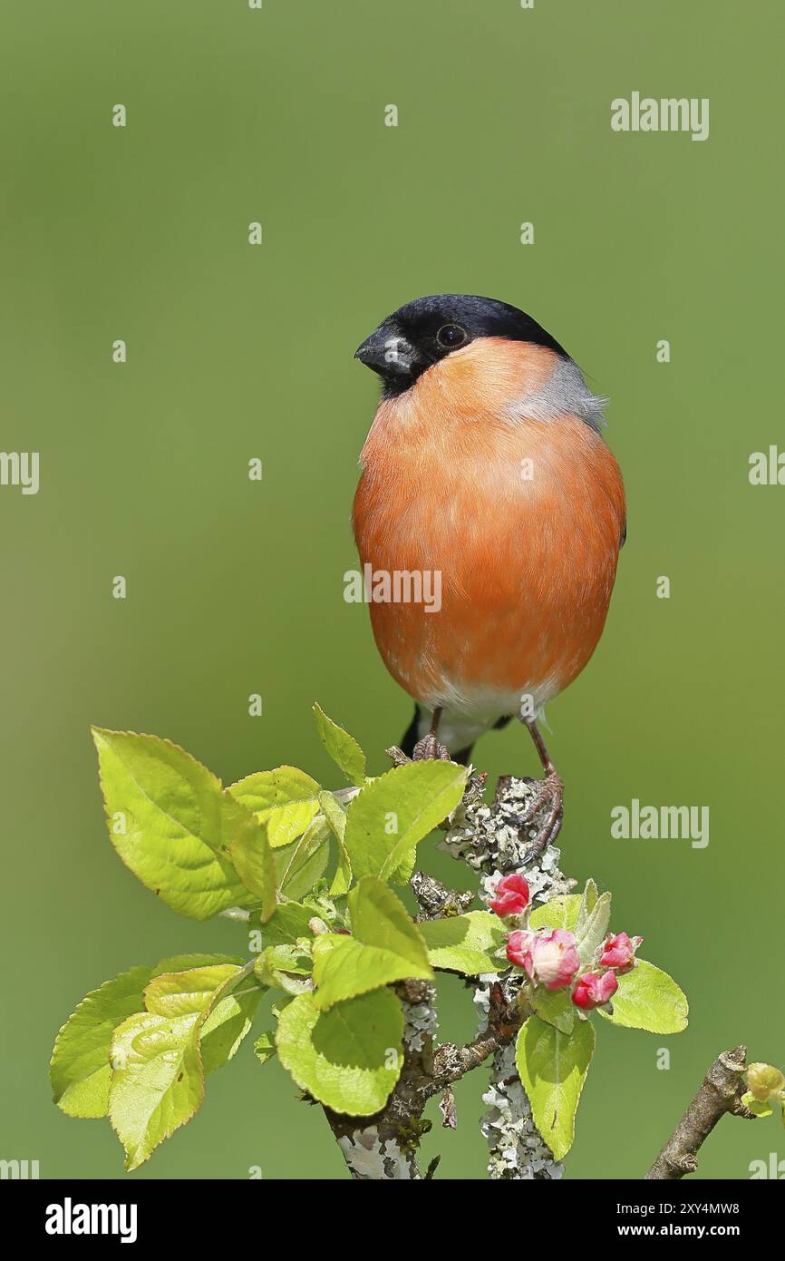 Eurasischer Bullfink (Pyrrhula pyrrhula), männlich sitzend auf einem Ast mit Apfelblüten (Malus domestica), Wilnsdorf, Nordrhein-Westfalen, Deutschland, EUR Stockfoto