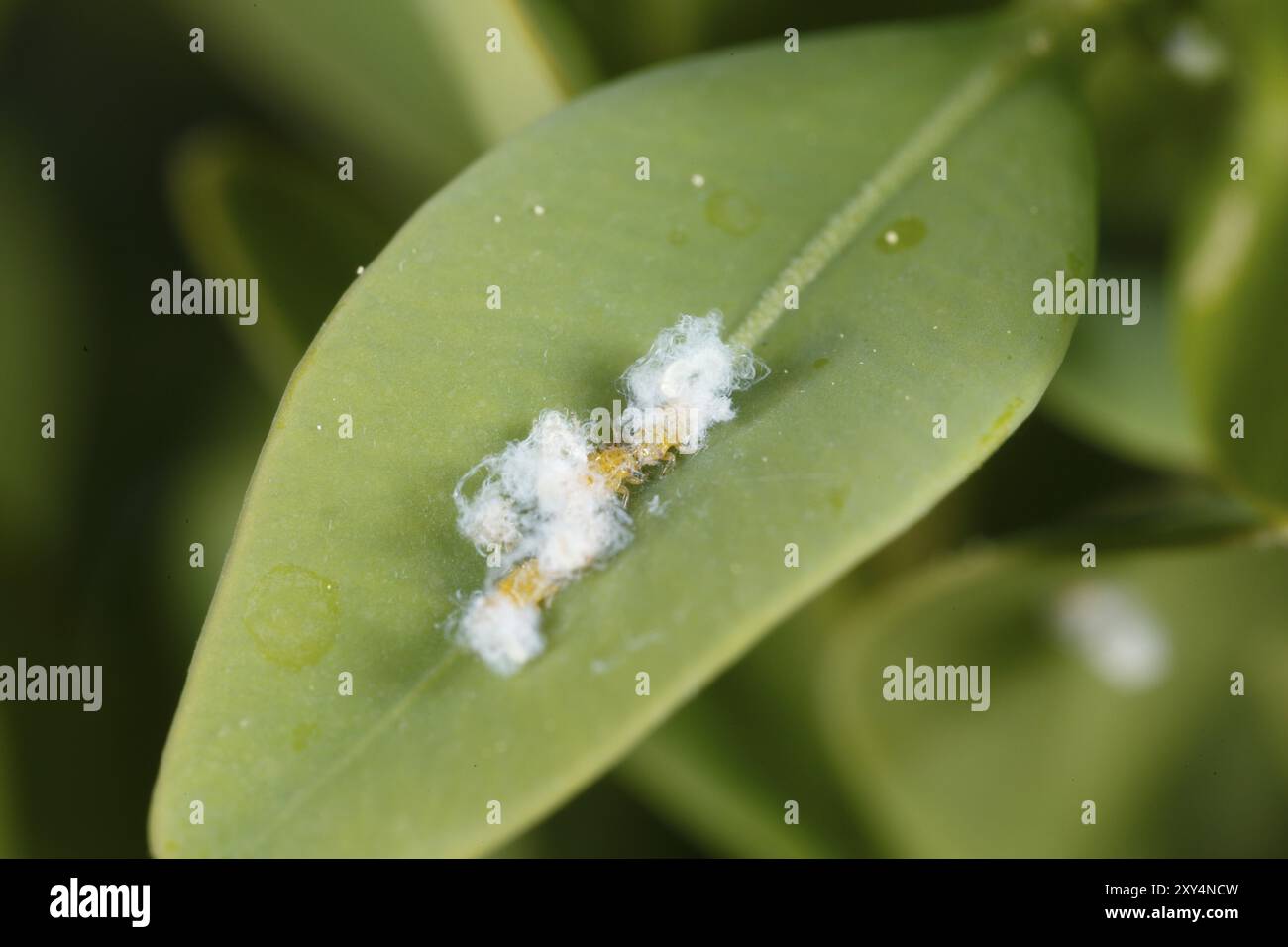 Mealybugs auf Buchsbaum Stockfoto