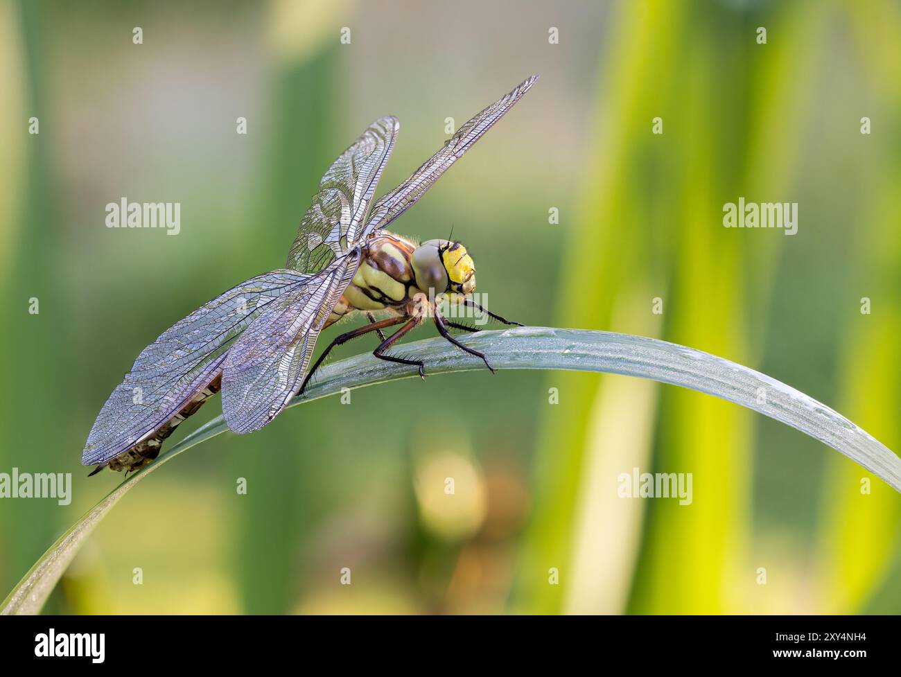 Southern Hawker Dragonfly (Aeshna cyanea) auf Irisstamm. Stapel mit 32 Bildern Stockfoto