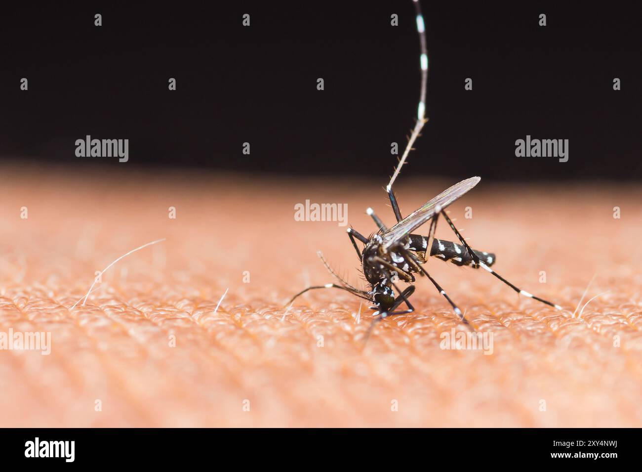 Mücke saugt Blut auf die menschliche Haut, Nahaufnahme und selektiver Fokus. Stockfoto