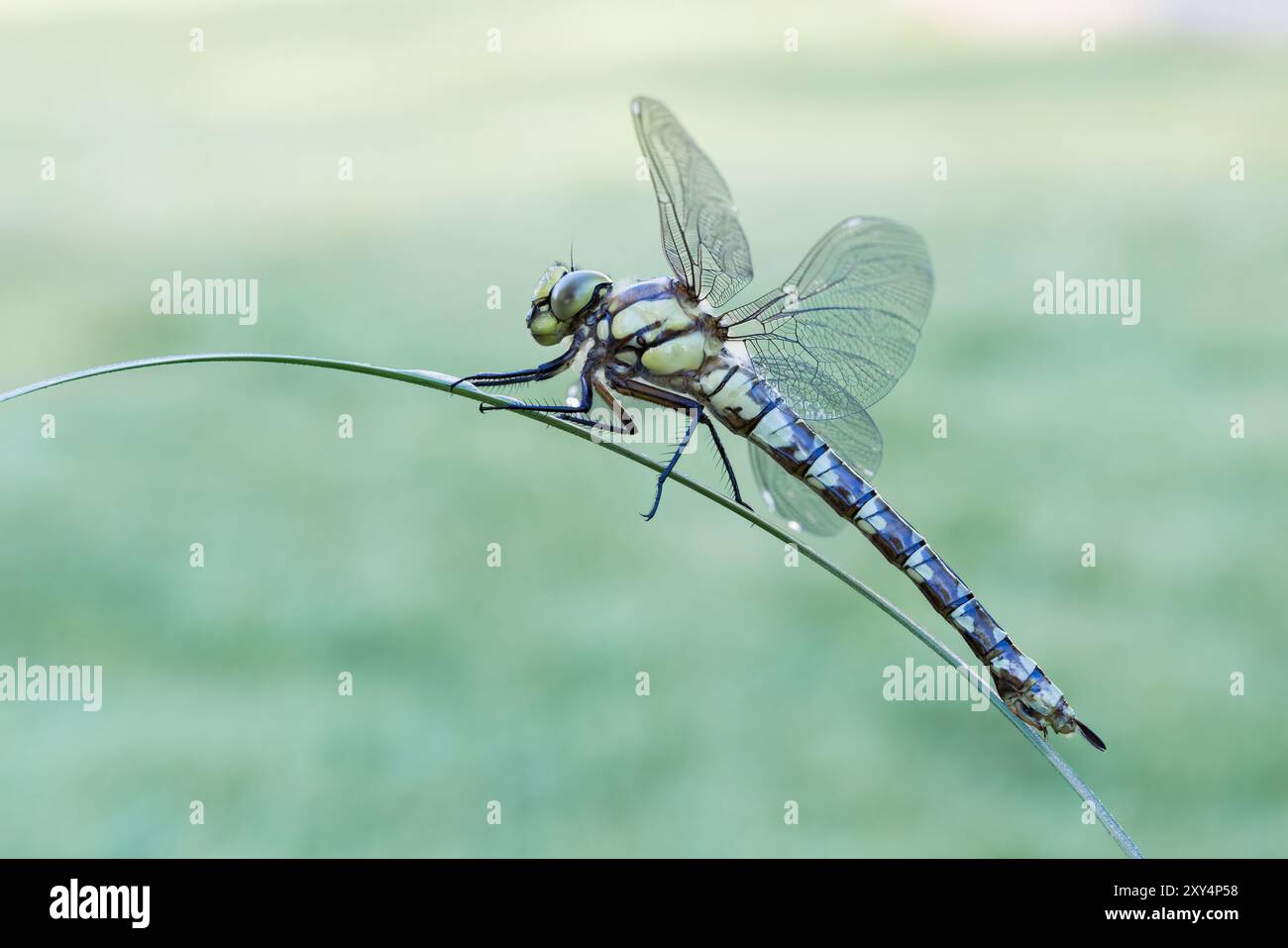Southern Hawker Dragonfly (Aeshna cyanea) auf Irisstamm. Stockfoto