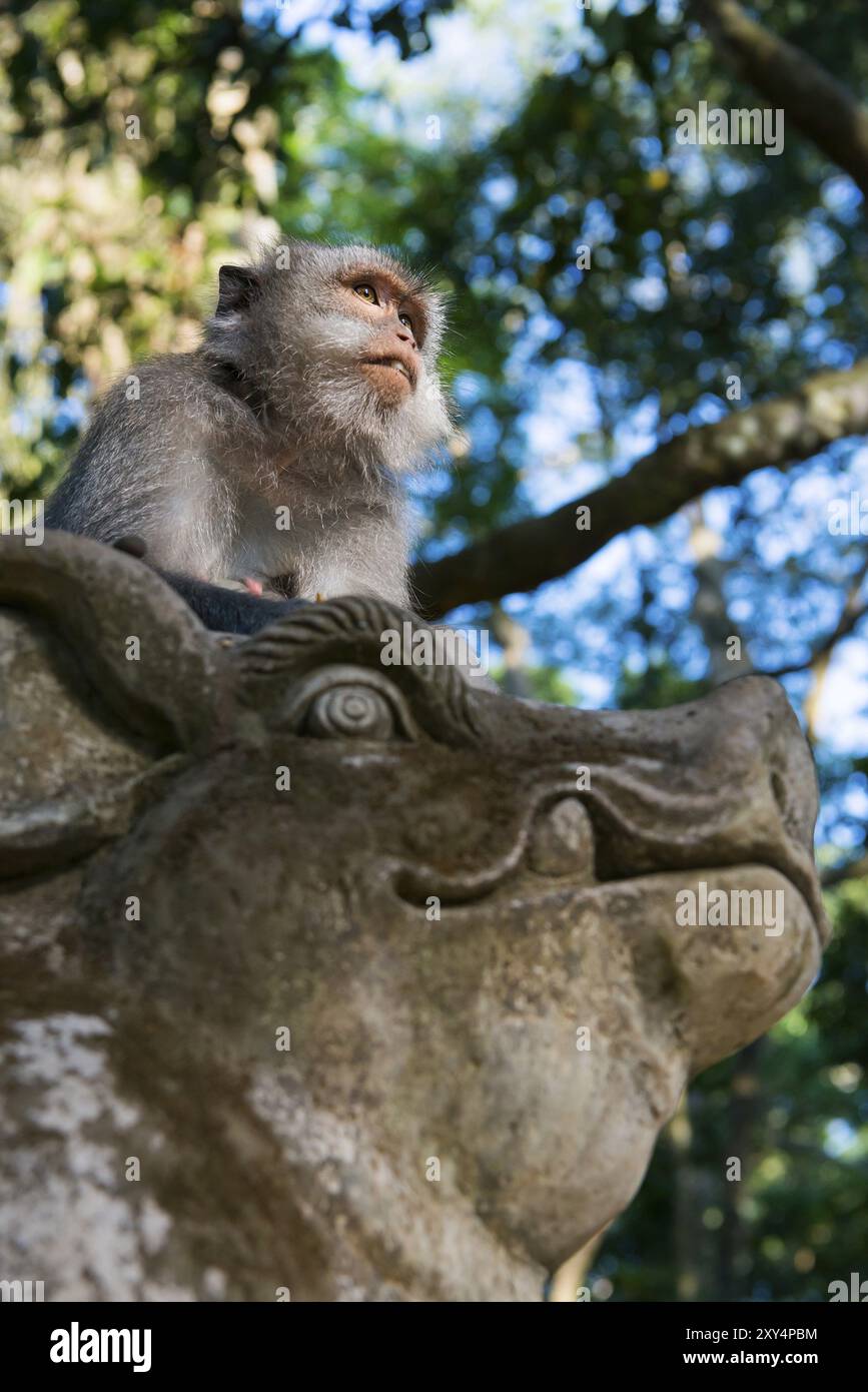 Makaken (Macaca), Affen, Guenontiere, Makaken, Wildtiere, Natur, wild, Säugetier, Fauna, Aussehen, Kameraansicht, schaut, schaut, sieht an, isst, Prett Stockfoto