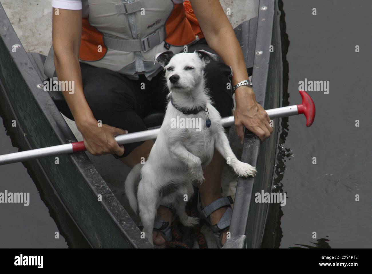 Jack Russell Terrier im Kanu Stockfoto