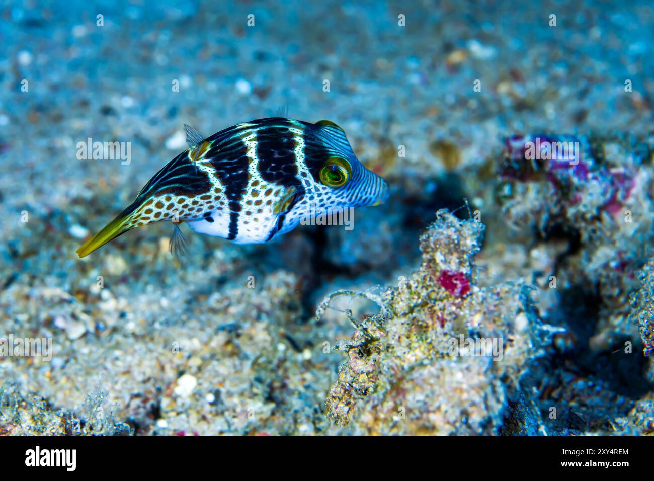 Sharpnose Pufferfisch Stockfoto