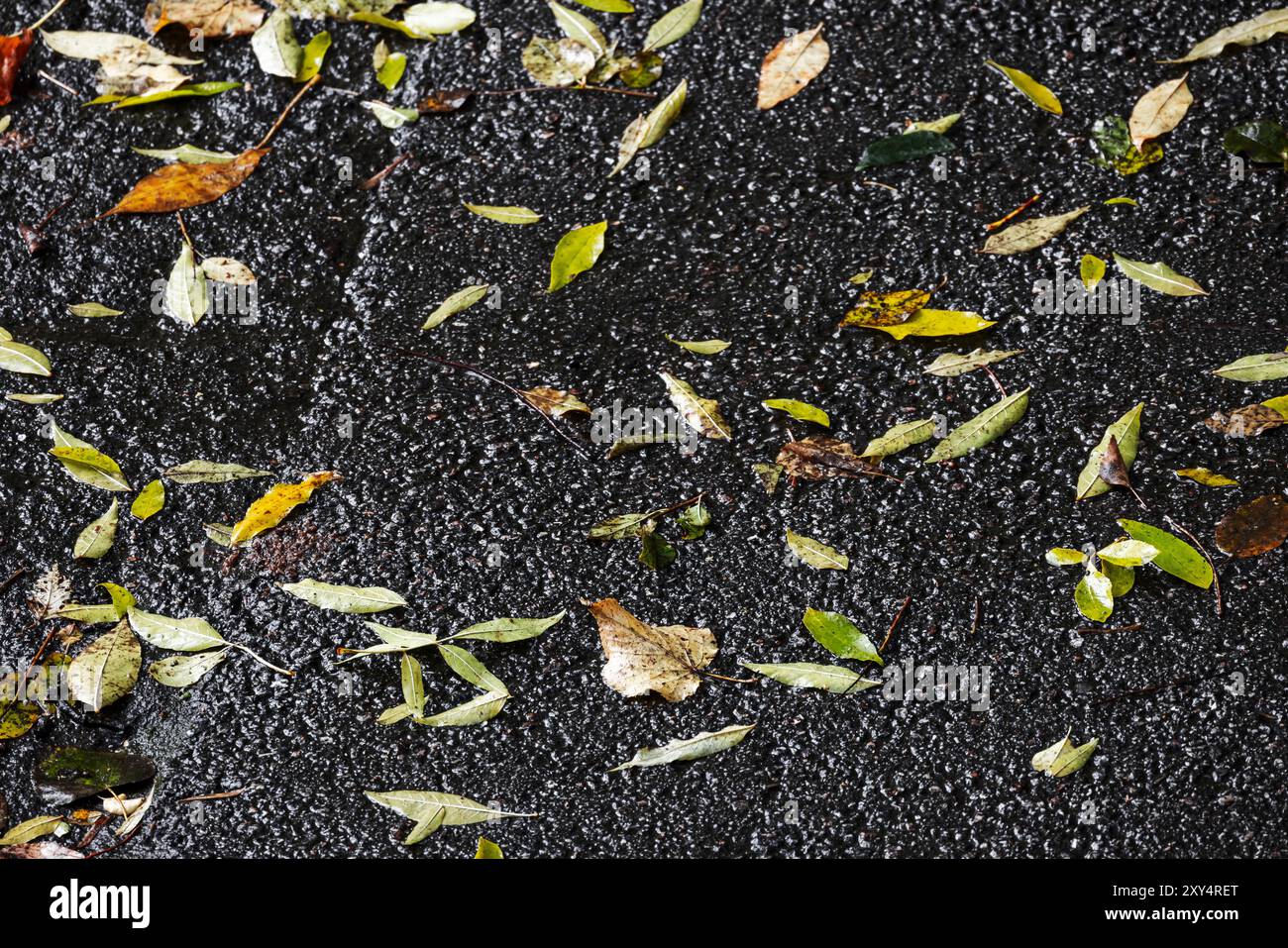 Gefallene Eschenblätter liegen auf nassem städtischen Boden. Herbst Hintergrund Stockfoto Gefallene Eschenblätter liegen auf nassem städtischen Boden. Herbst Hintergrund Stockfoto