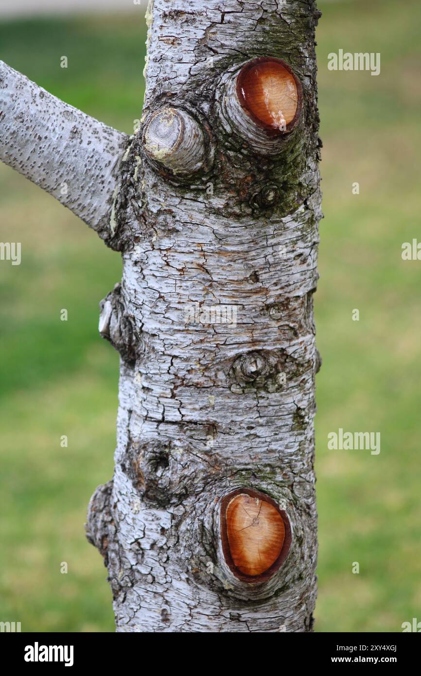 Braune Knoten am grauen Baumstamm Stockfoto