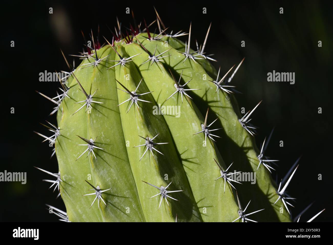 Cactus Polaskia Chichipe, Botanischer Garten Puerto de la Cruz, Teneriffa, Kanarische Inseln, Spanien, Europa Stockfoto