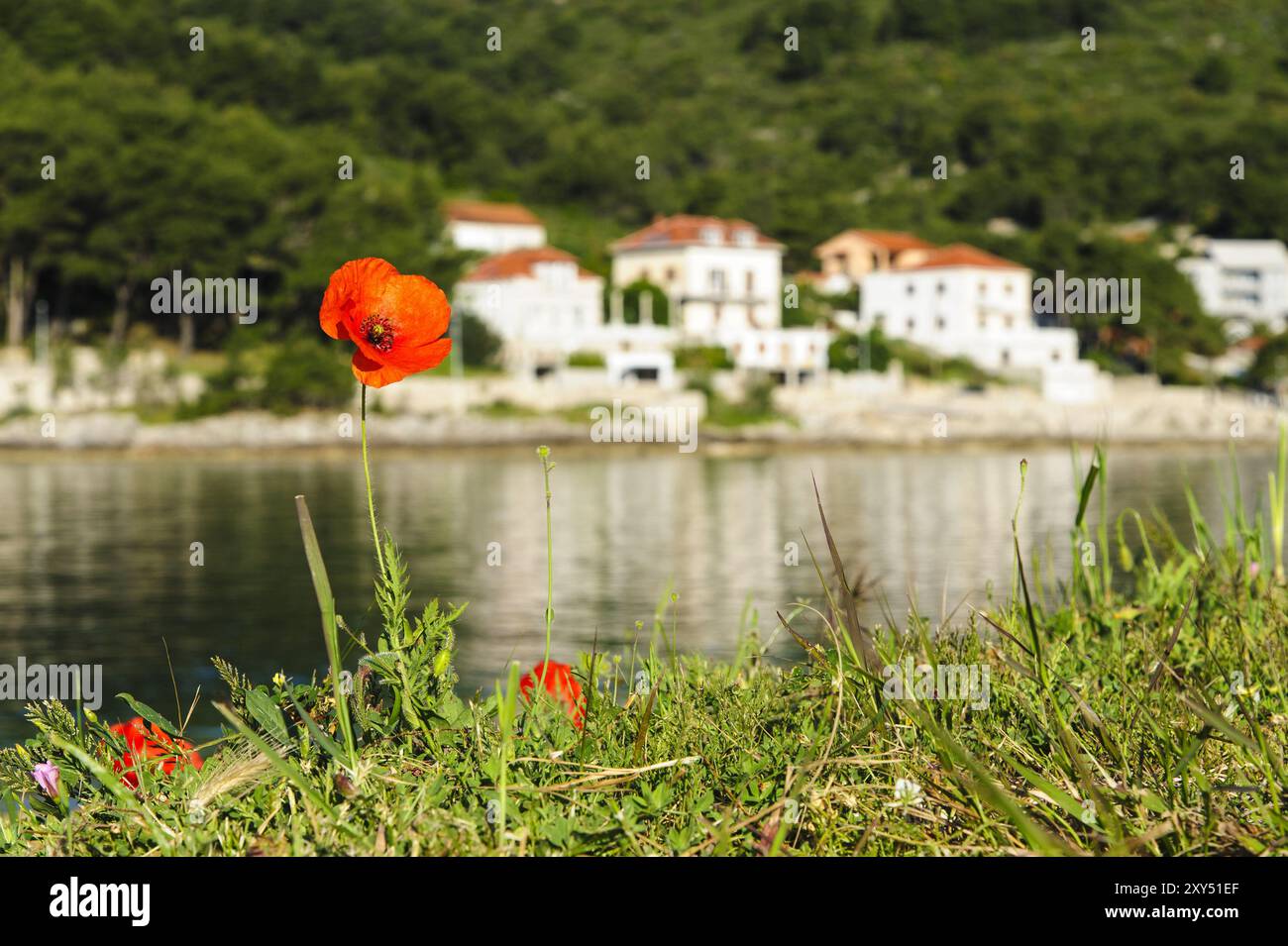 Einzelne Mohnblüte an der Küste von Solta Stockfoto