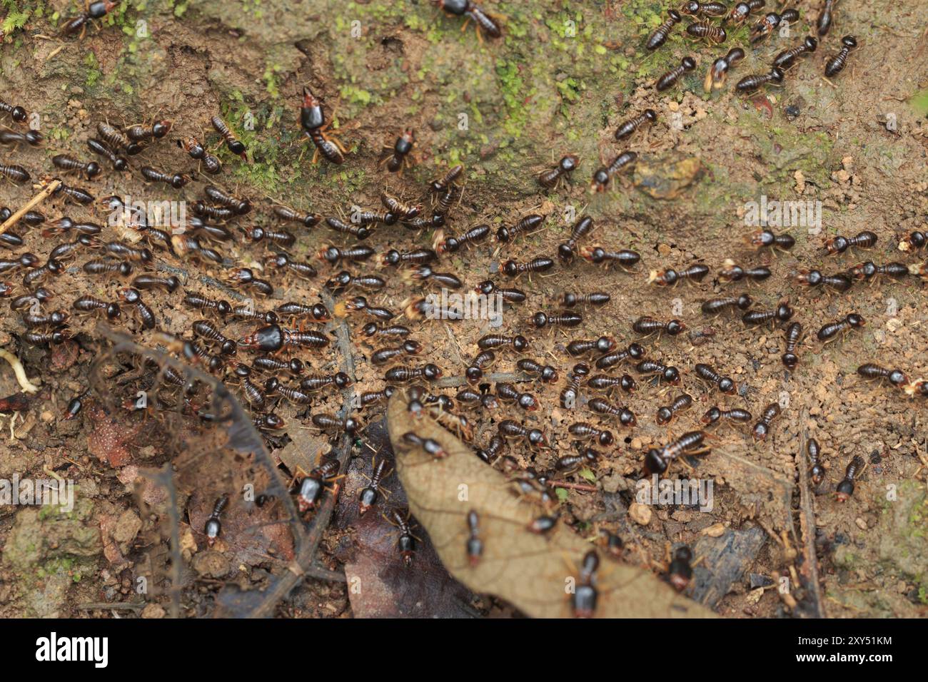 Bewegung der Arbeiter Termiten auf dem Waldboden in Saraburi, Thailand. Flachen DOF Stockfoto