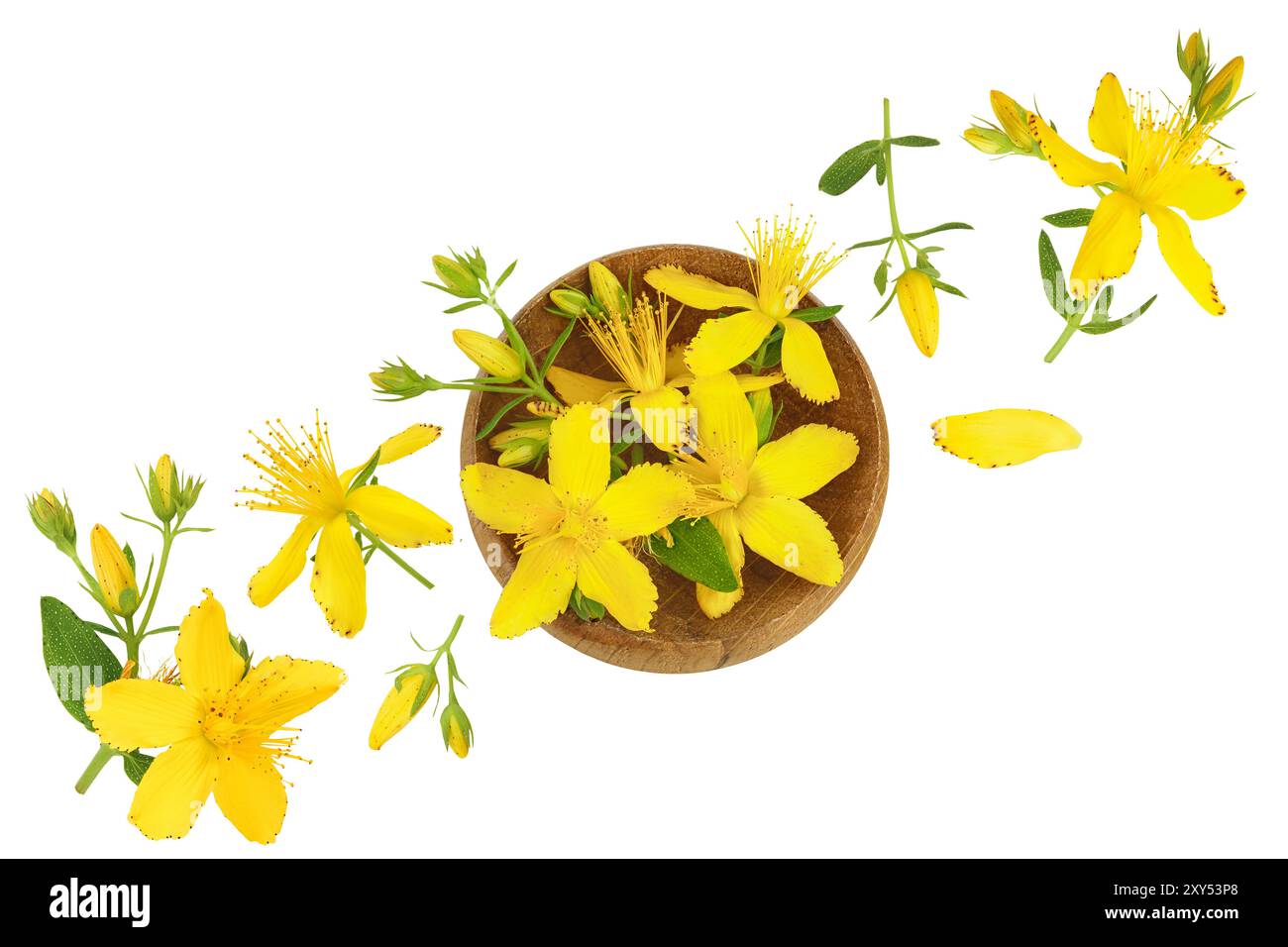 johanniskraut oder Hypericum-Blüten in Holzschüssel isoliert auf weißem Hintergrund. Draufsicht. Flach verlegt. Stockfoto