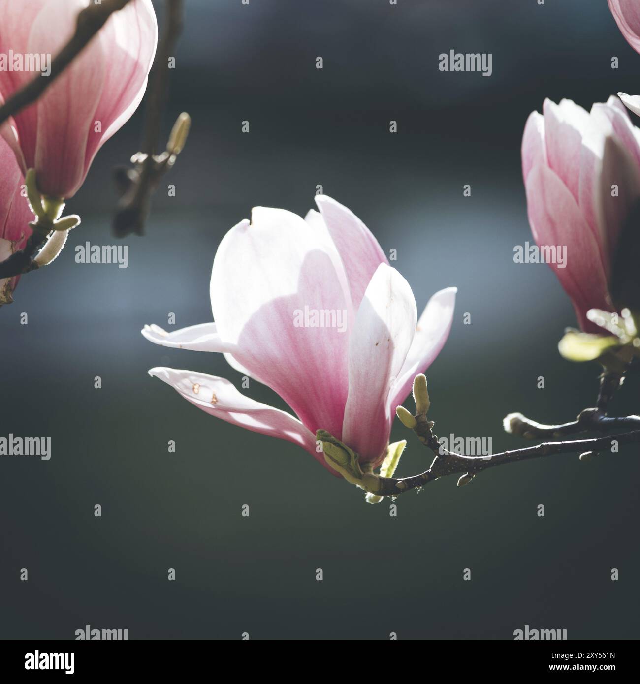 Blühende Magnolienbaum im Frühjahr, Rosa schönen Blüten Stockfoto